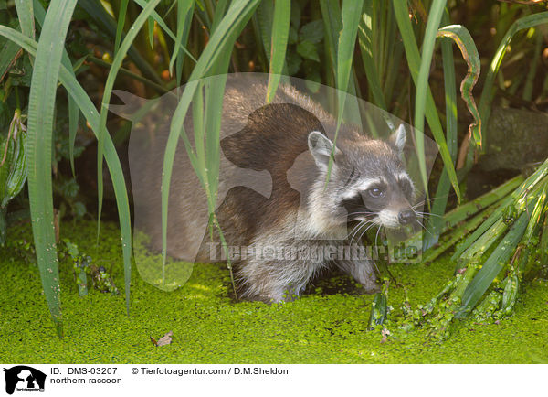 Waschbr / northern raccoon / DMS-03207