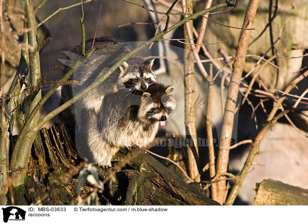 Waschbren / raccoons / MBS-03633