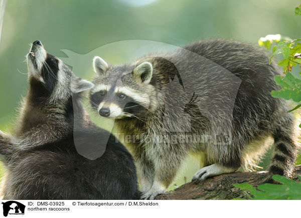 Waschbren / northern raccoons / DMS-03925
