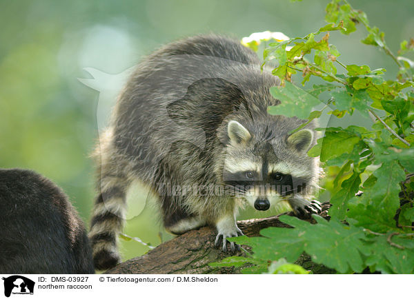 Waschbr / northern raccoon / DMS-03927