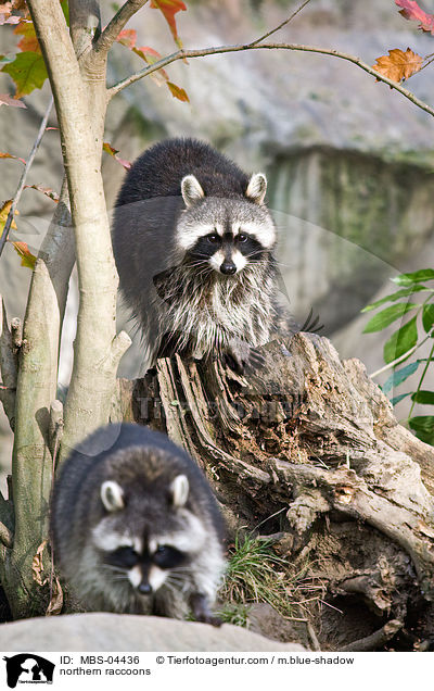 Waschbren / northern raccoons / MBS-04436