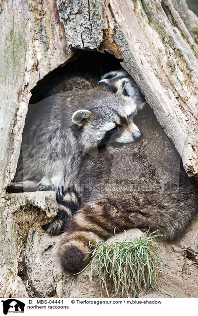 Waschbren / northern raccoons / MBS-04441