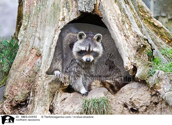 Waschbren / northern raccoons / MBS-04450