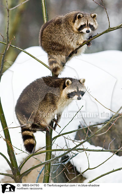 Waschbren / northern raccoons / MBS-04760