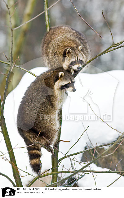 Waschbren / northern raccoons / MBS-04761