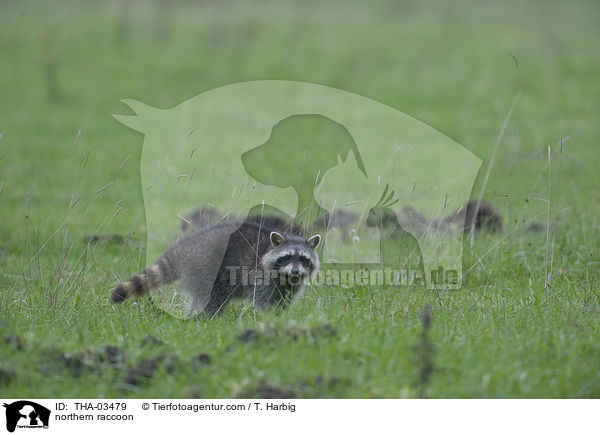 Waschbr / northern raccoon / THA-03479