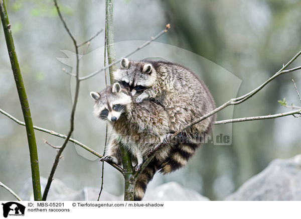 Waschbren / northern raccoons / MBS-05201