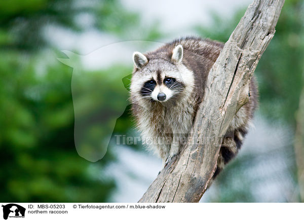 northern raccoon / MBS-05203