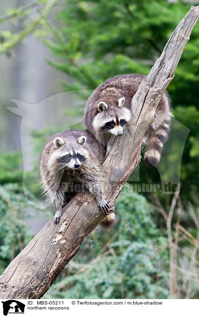 Waschbren / northern raccoons / MBS-05211