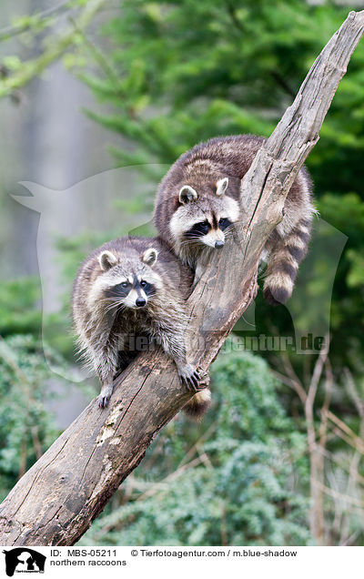 northern raccoons / MBS-05211