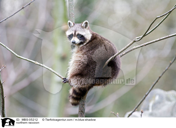 Waschbr / northern raccoon / MBS-05212
