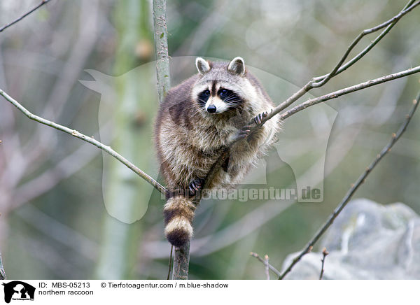 Waschbr / northern raccoon / MBS-05213