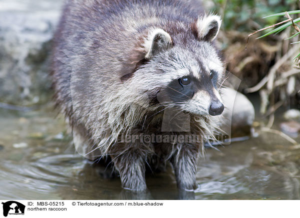 Waschbr / northern raccoon / MBS-05215