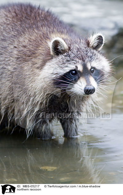 Waschbr / northern raccoon / MBS-05217