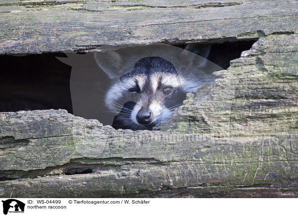 northern raccoon / WS-04499