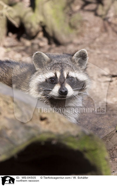 Waschbr / northern raccoon / WS-04505