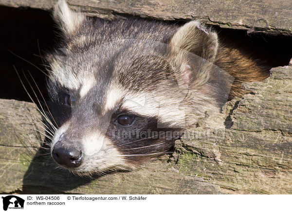 Waschbr / northern raccoon / WS-04506
