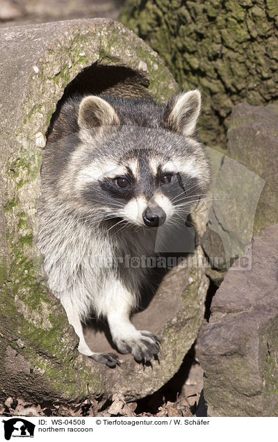 northern raccoon / WS-04508