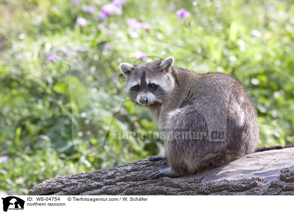 northern raccoon / WS-04754
