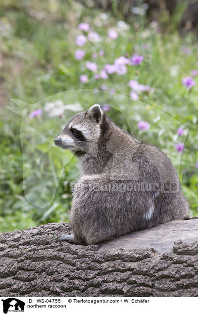Waschbr / northern raccoon / WS-04755