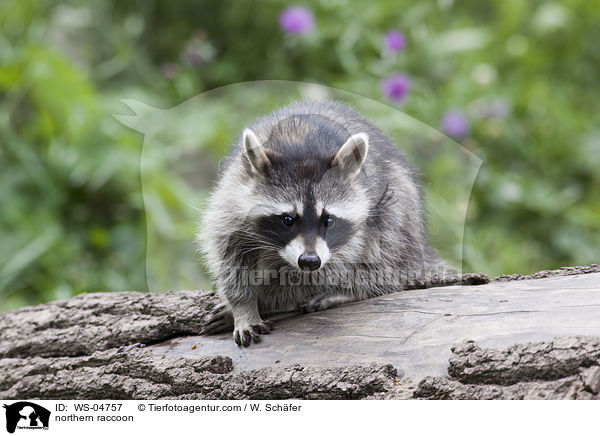 Waschbr / northern raccoon / WS-04757