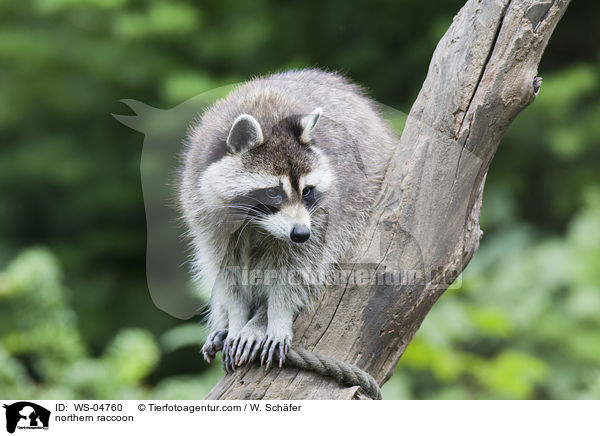 Waschbr / northern raccoon / WS-04760