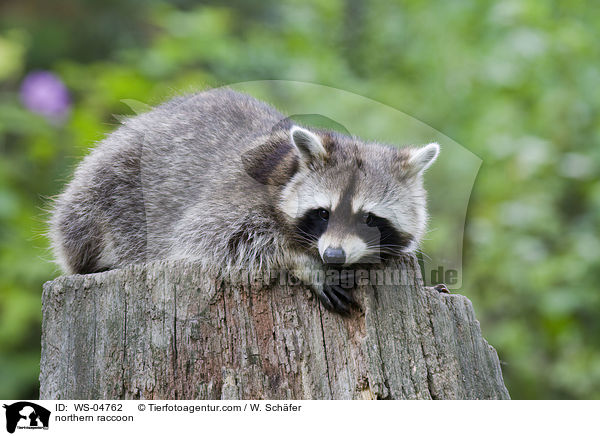 Waschbr / northern raccoon / WS-04762