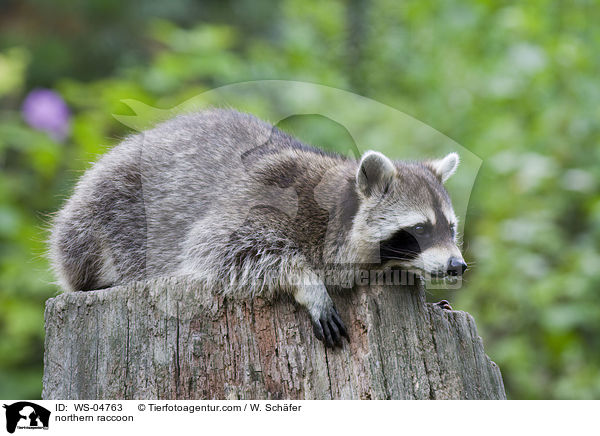 Waschbr / northern raccoon / WS-04763