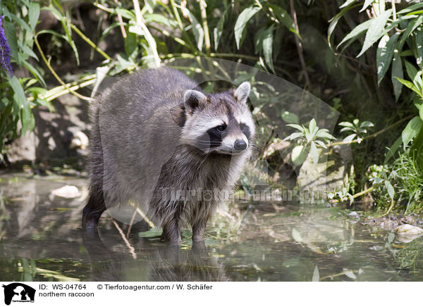 Waschbr / northern raccoon / WS-04764