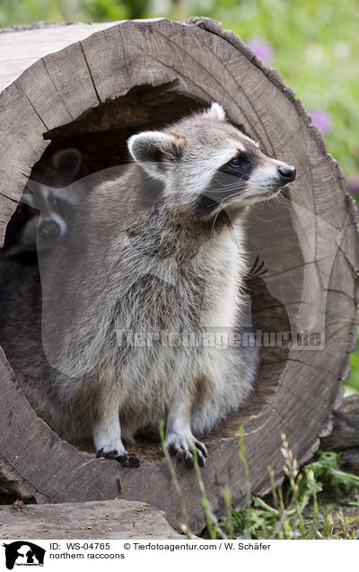 Waschbren / northern raccoons / WS-04765