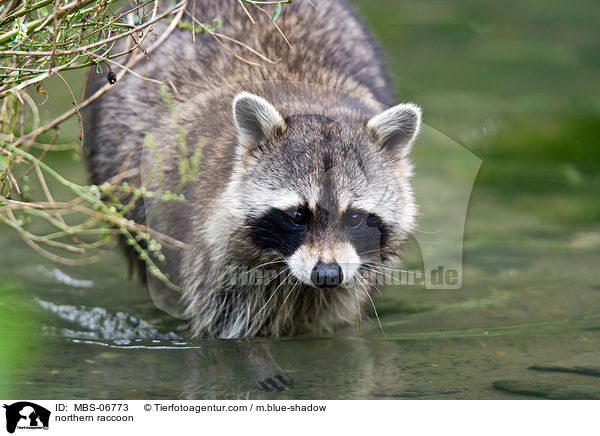 Waschbr / northern raccoon / MBS-06773