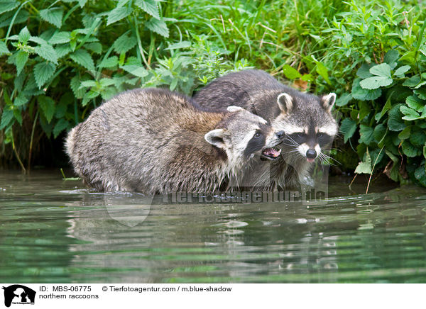 Waschbren / northern raccoons / MBS-06775