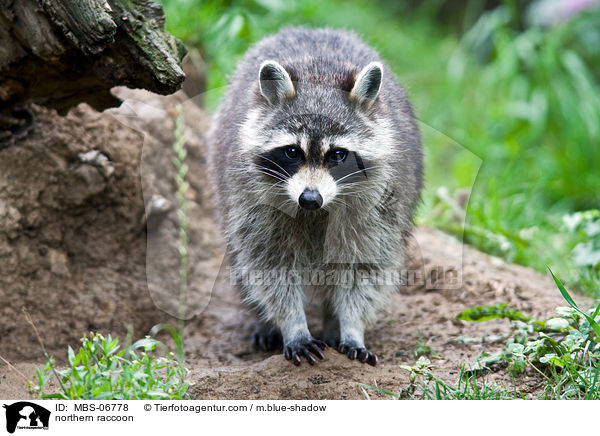 Waschbr / northern raccoon / MBS-06778