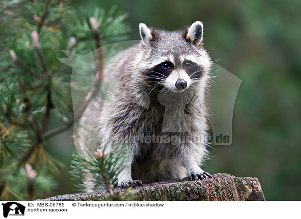 Waschbr / northern raccoon / MBS-06785