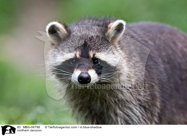 Waschbr / northern raccoon / MBS-06786