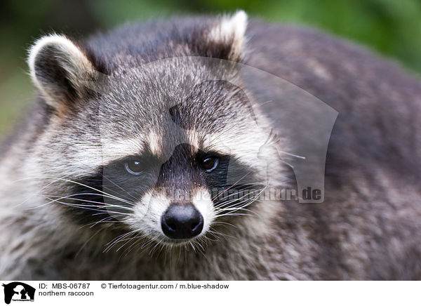Waschbr / northern raccoon / MBS-06787