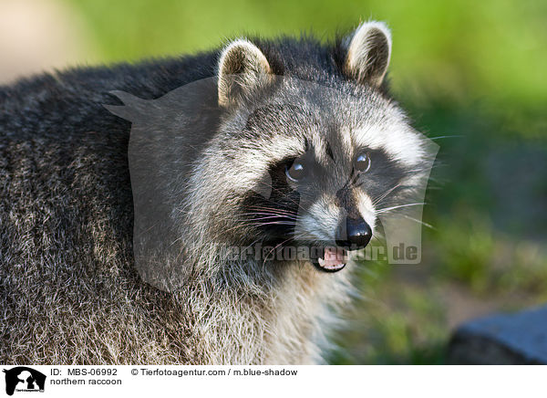 Waschbr / northern raccoon / MBS-06992