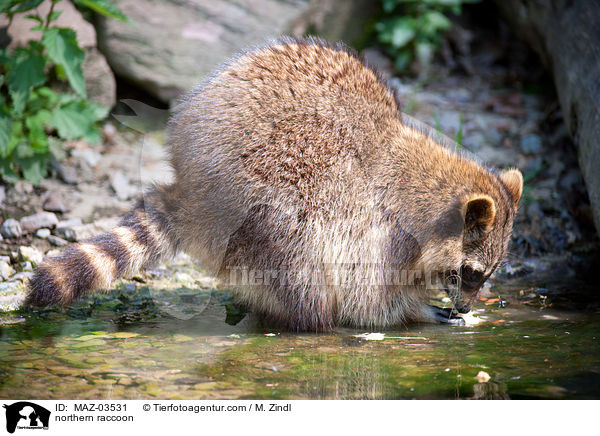 Waschbr / northern raccoon / MAZ-03531