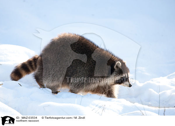 Waschbr / northern raccoon / MAZ-03534