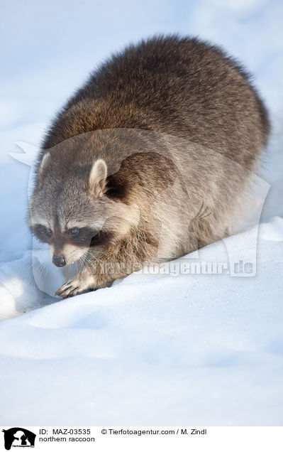 Waschbr / northern raccoon / MAZ-03535