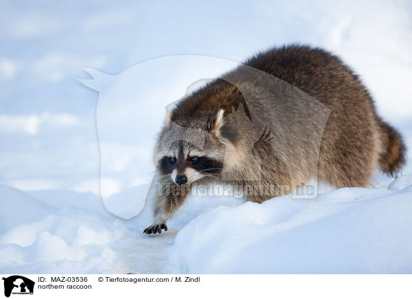 Waschbr / northern raccoon / MAZ-03536