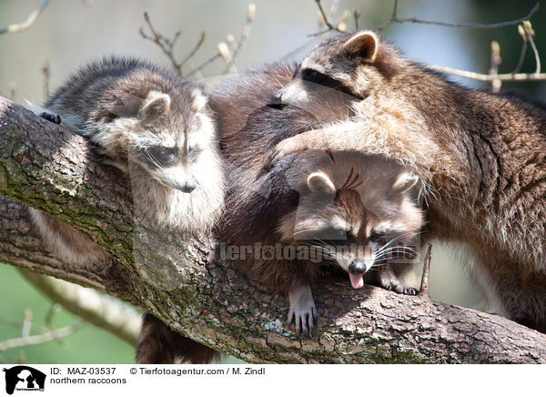 Waschbren / northern raccoons / MAZ-03537