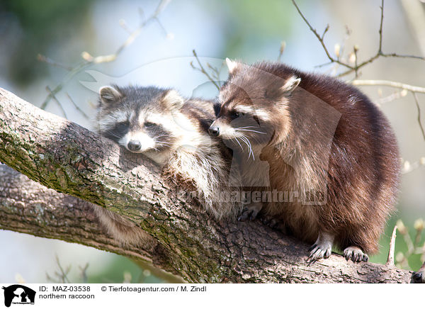 Waschbr / northern raccoon / MAZ-03538