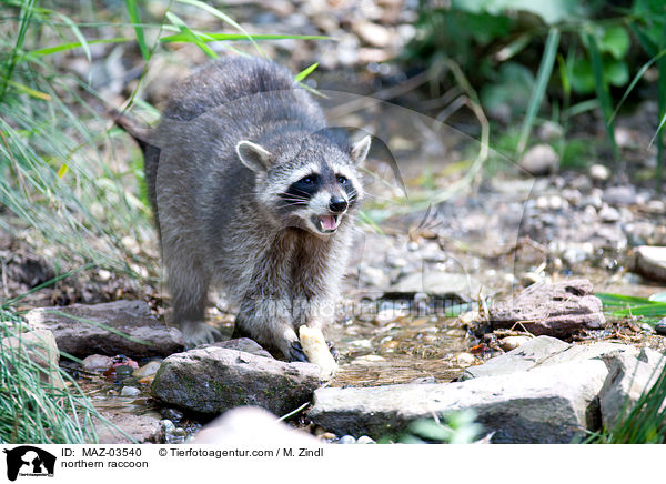 Waschbr / northern raccoon / MAZ-03540