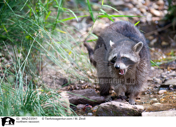 Waschbr / northern raccoon / MAZ-03541