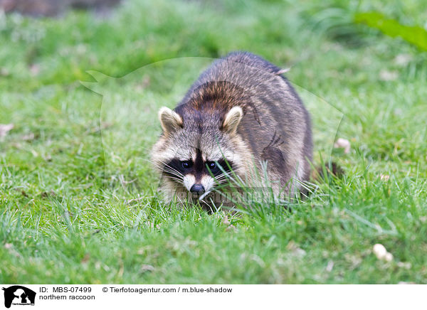 Waschbr / northern raccoon / MBS-07499