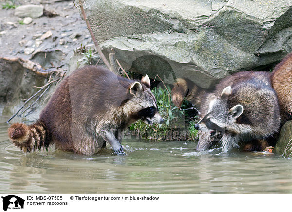 Waschbren / northern raccoons / MBS-07505