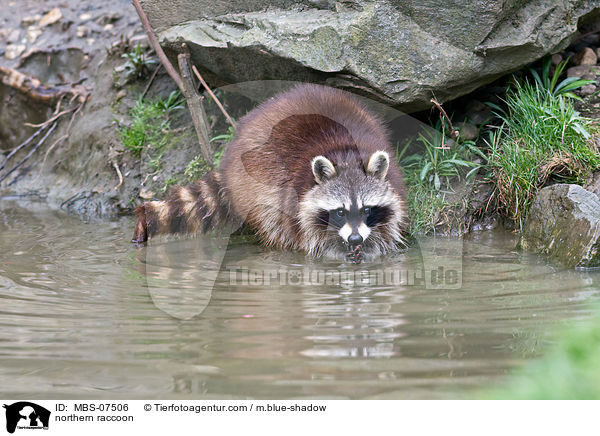 Waschbr / northern raccoon / MBS-07506
