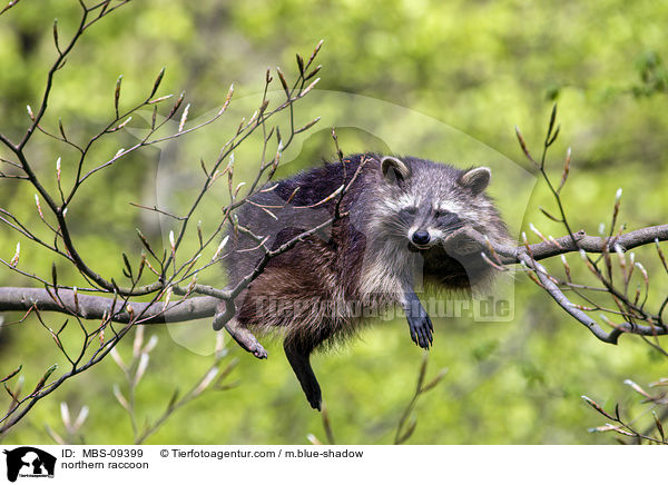Waschbr / northern raccoon / MBS-09399