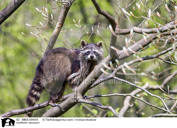 Waschbr / northern raccoon / MBS-09404